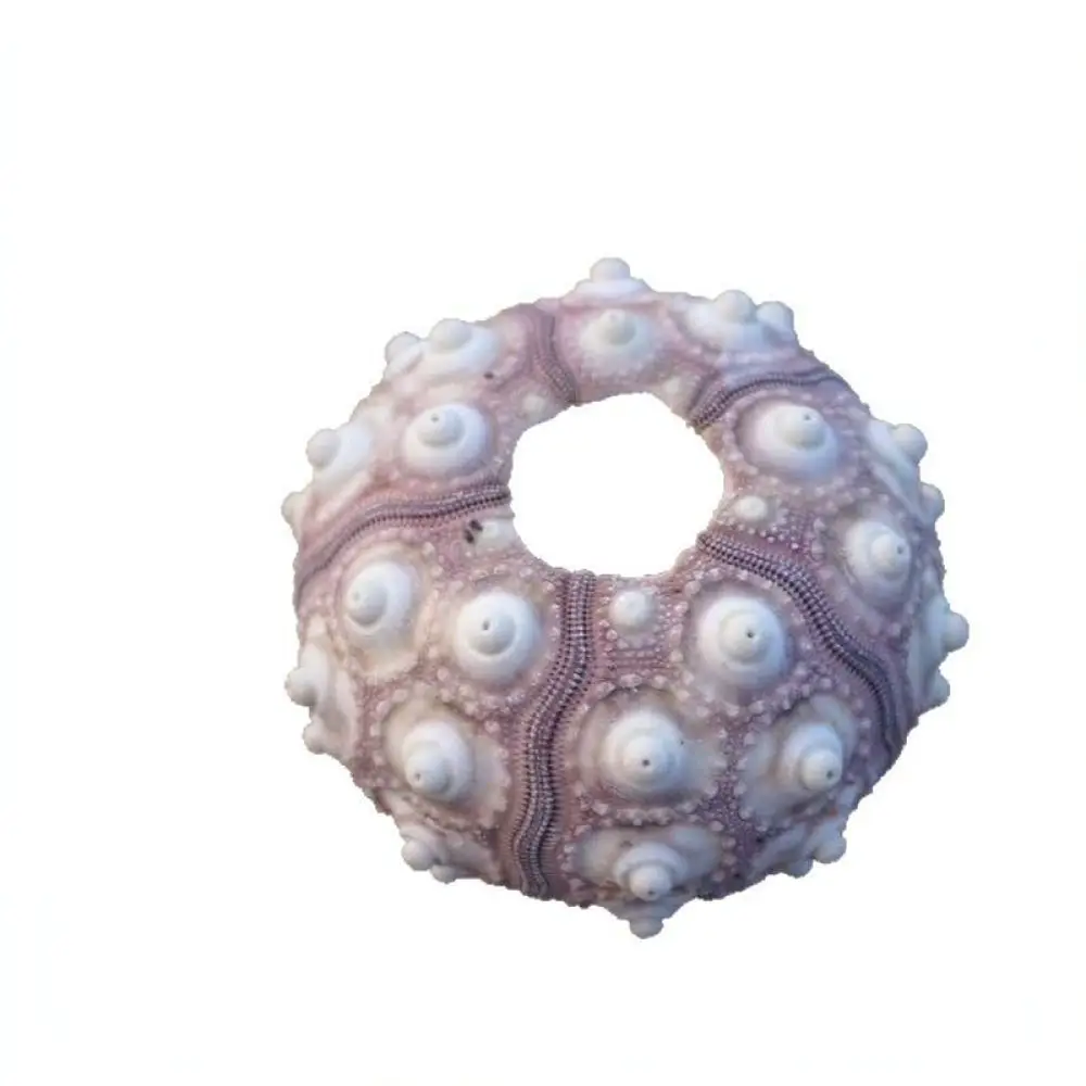 Sea Urchin Decor For Zhuolangge Natural Aquarium Ornament Marine Specimen Holder Tabletop Craft Decoration