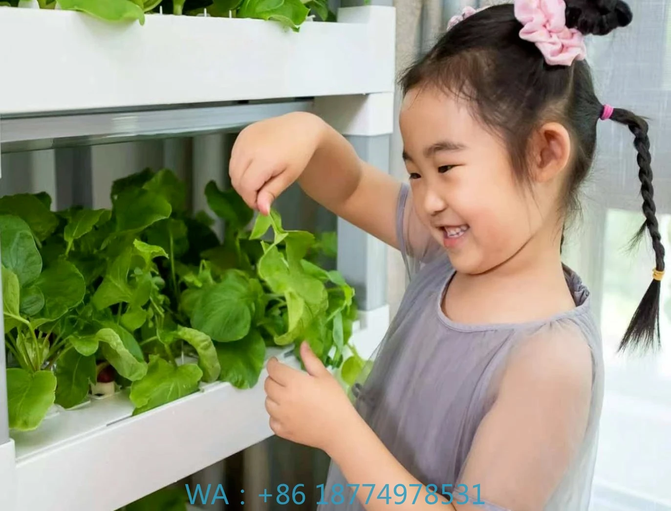 nt China Hydrokultur Grow Box System Grow CabinetSeedling to Harvest Automation Hydroponics Equipment Home Pla