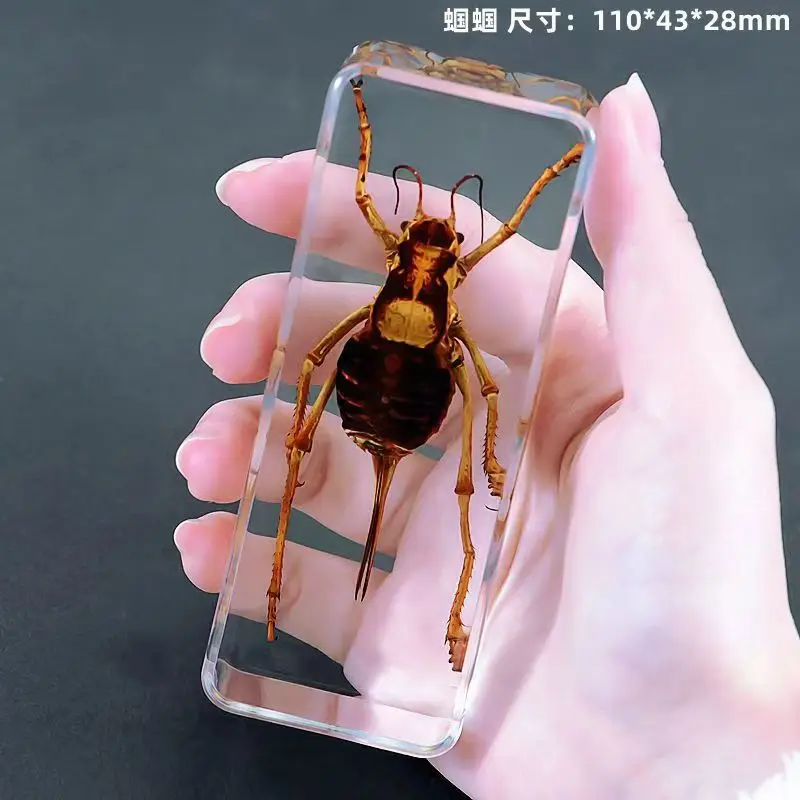 Real insect  specimen Scorpion cicada spider beetle Centipede spades beetle amber decoration Entomology