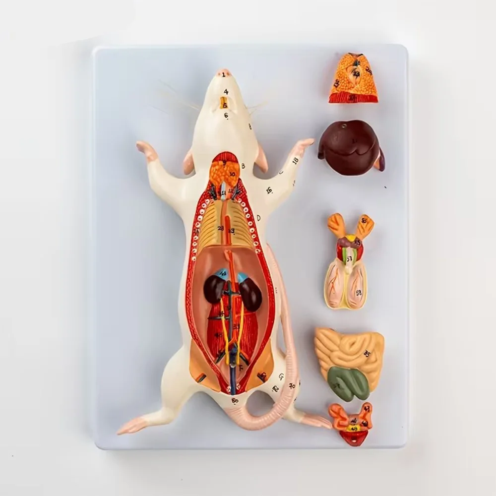 White Rat Anatomy Model, Rodent Internal Organ Structure, Biology Teaching Anatomy Specimen, Anatomy Experimental Animal, Animal Husbandry, Detachable Six-Section Model, Halloween Decoration