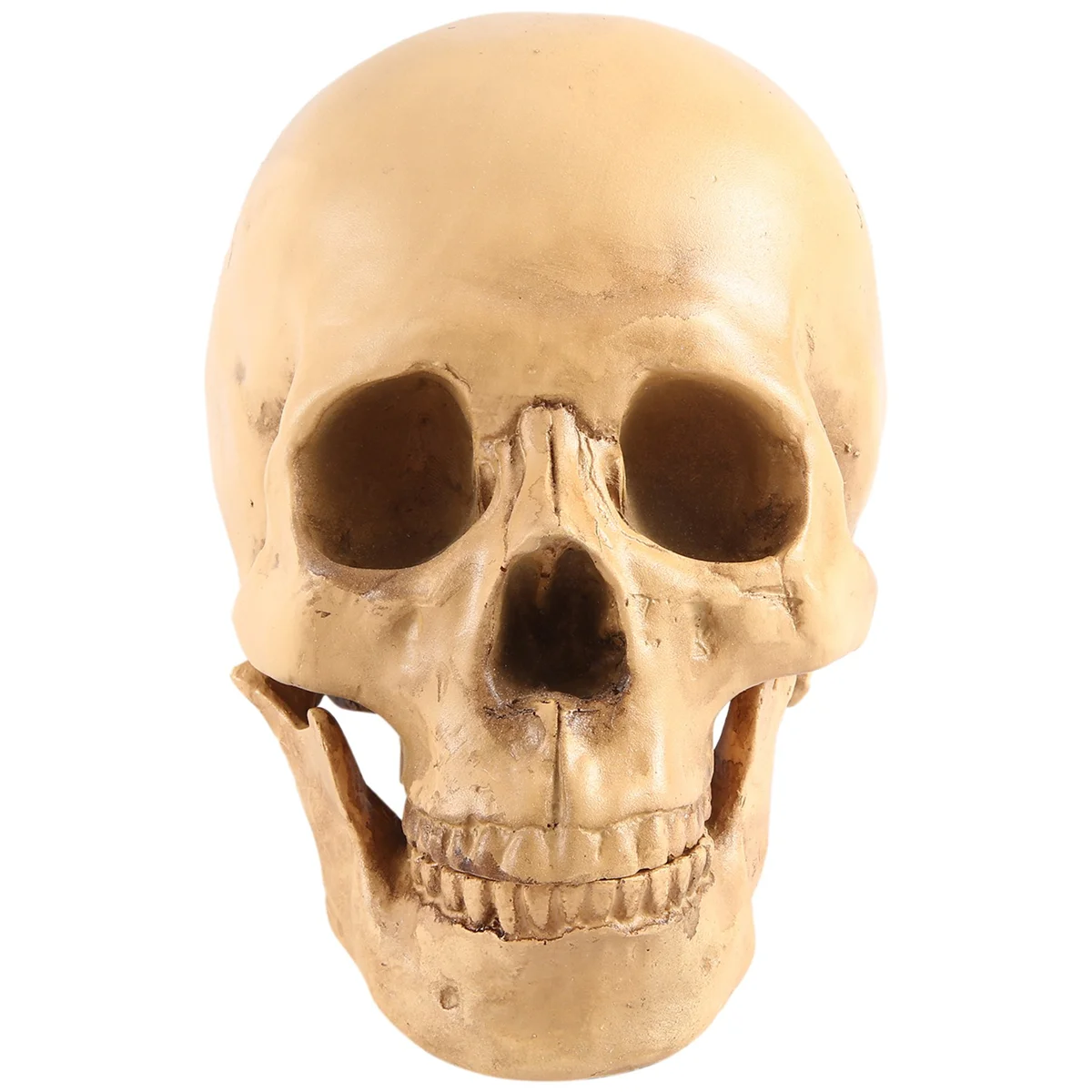 Model 1: 1 Resin Human Skull Anatomical Teaching Decoration Yellow