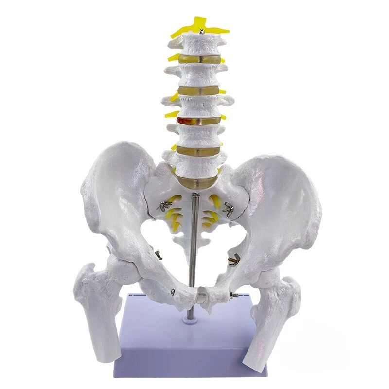 1:1 Male Pelvic Specimen Model, Iliac Sciatic Pubic Presentation, Natural Adult Five-segment Lumbar Belt Pelvis