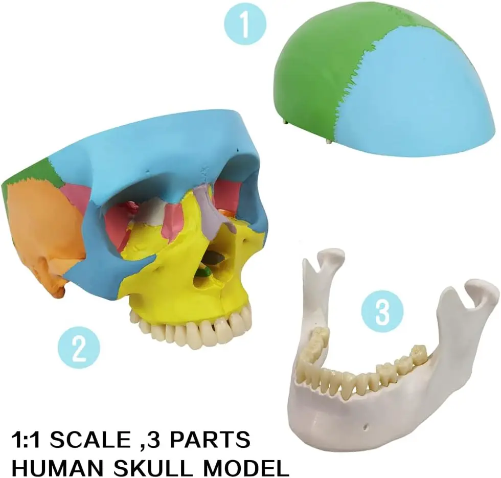 رسمت بالحجم الطبيعي جمجمة بشرية العلوم الطبية نموذج تشريحي تشريح الكبار مع غطاء جمجمة قابل للإزالة وفك السفلي مفصلي