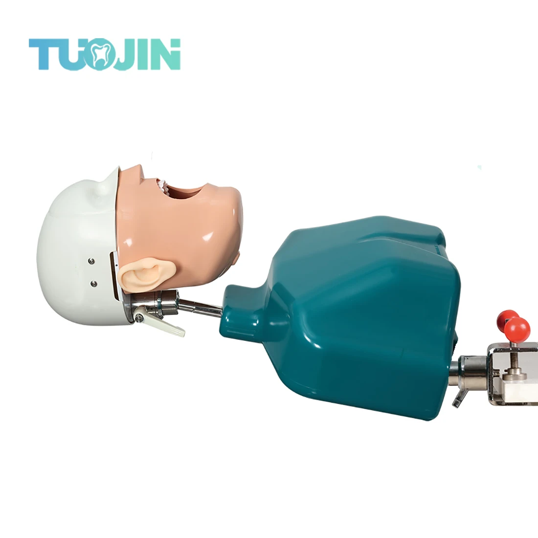 

Dental Head Model Simulation Dentistry Manikins Simulator Phantom Dental Training Model for Dentist Pratice Student Education