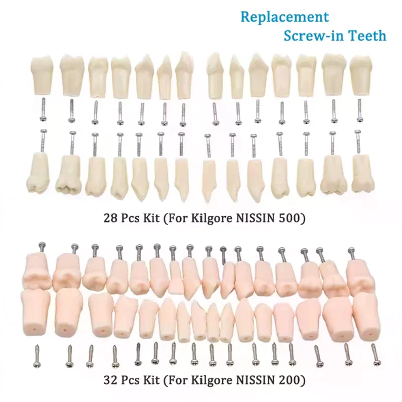 28/32pcs Dental Typodont Teeth Model Removable Individual Screw-in Resin Training Aid Denture Practice Replacement Tooth