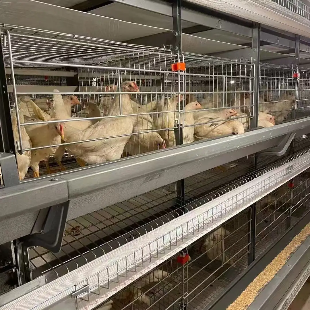Economical Automatic Egg Collecting System for Poultry Farms Used Condition Battery Cages Layer Chickens