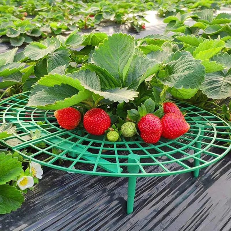 Strawberry Support Plants Accessories Garden Plant Holder Gadgets Gardening Supplies Items Grow Stand Outdoor Greenhouse Tools