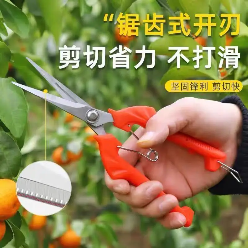 

Fruit Pruning Branch Fruit Picker Seeds Fruit Picking Scissors Pepper Scissors Picking Fruit and Vegetable Scissors Cut Flowers