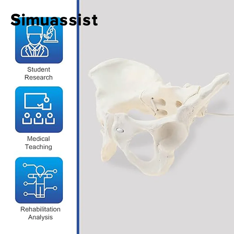 1:1 modelo de pelve feminina em tamanho real, modelo de esqueleto humano, amostra de esqueleto de quadril, anatomia, ferramenta médica, escola, educacional