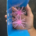 pink 2pcs