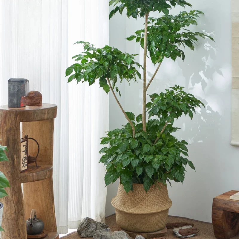 

Potted Indoor Living Room Christmas Tree Formaldehyde Absorbing Four Seasons Evergreen