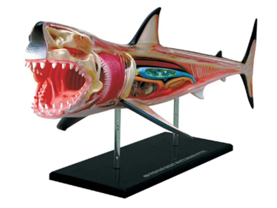 4D Shark Intelligence Assembling Toy Animal Organ Anatomy Model Medical Teaching DIY Popular Science Appliances Tools