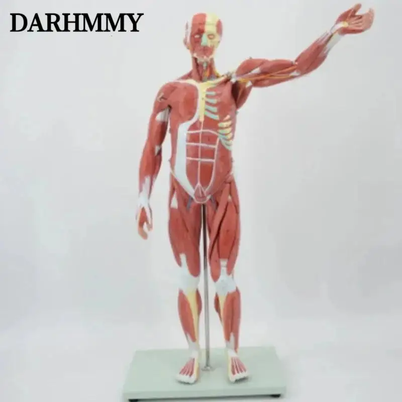 DARHMMY 80CM Human Muscular Figure 27 Parts Muscular Anatomy Model Half Life Size PVC Material Model With Stand  School Teaching