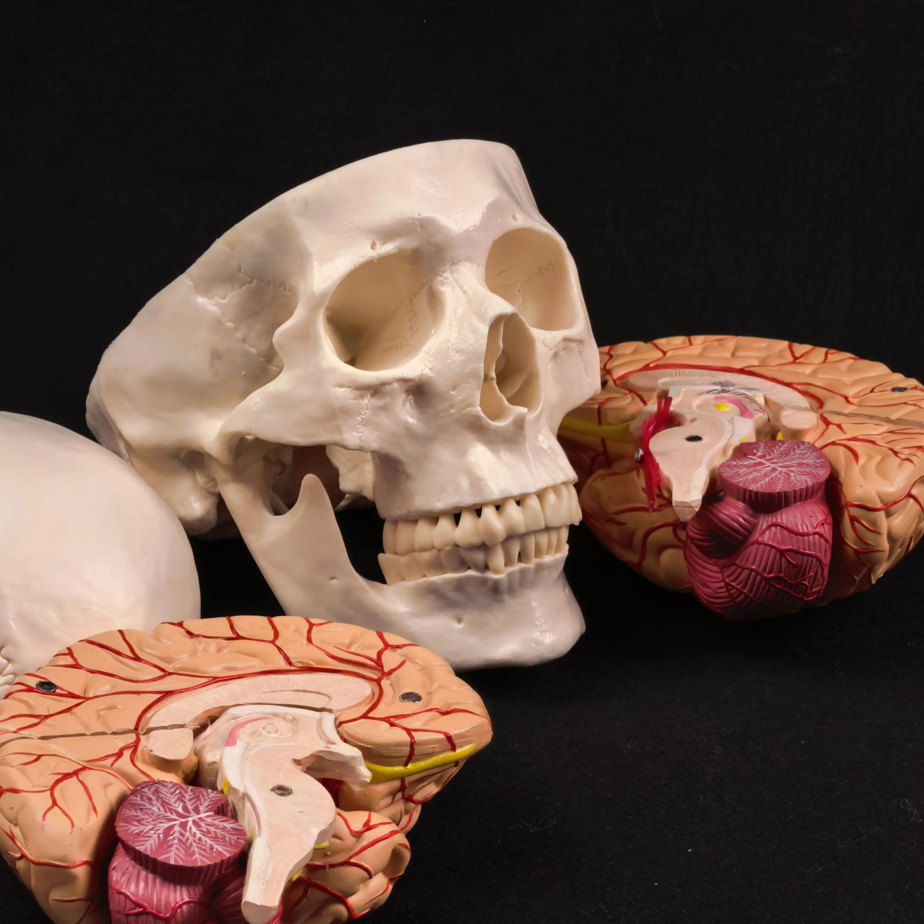 PVC حجم الحياة الجمجمة البشرية 3 أجزاء مع الدماغ 8 أجزاء نموذج مرقم للدراسة الطبية