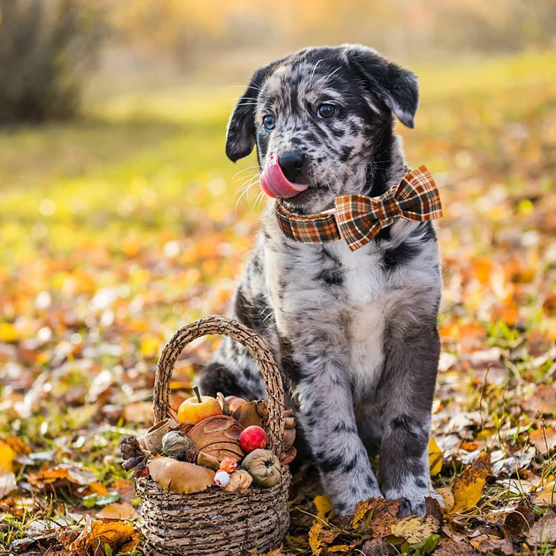 Personlized Unique Style Paws Fall Plaid Dog Collar with Bow Orange  Dog Collar and Flower Pet Dog Collar Large Medium Small Dog