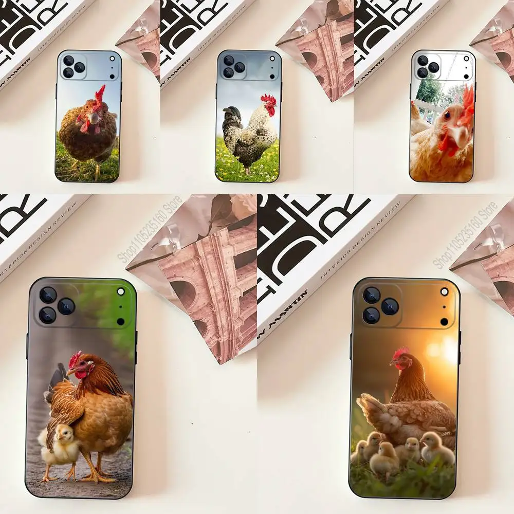 Animal Hen Rooster …