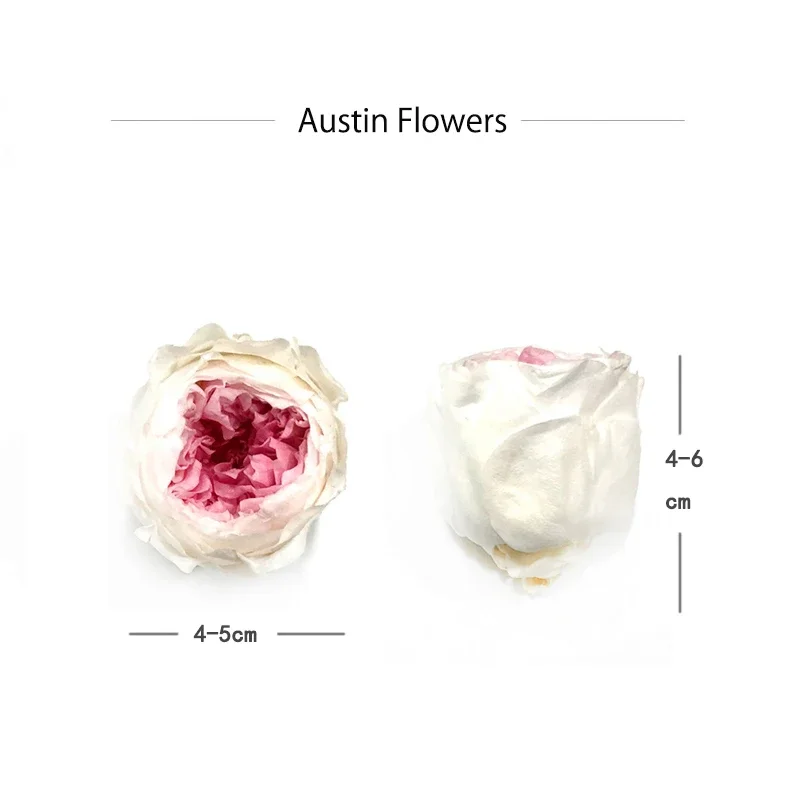 10pcs/box Class A Austin Preserved Flowers 4-5cm Diameter Everlasting Rose Immortal DIY Gift Eternal Life Material Home Decor