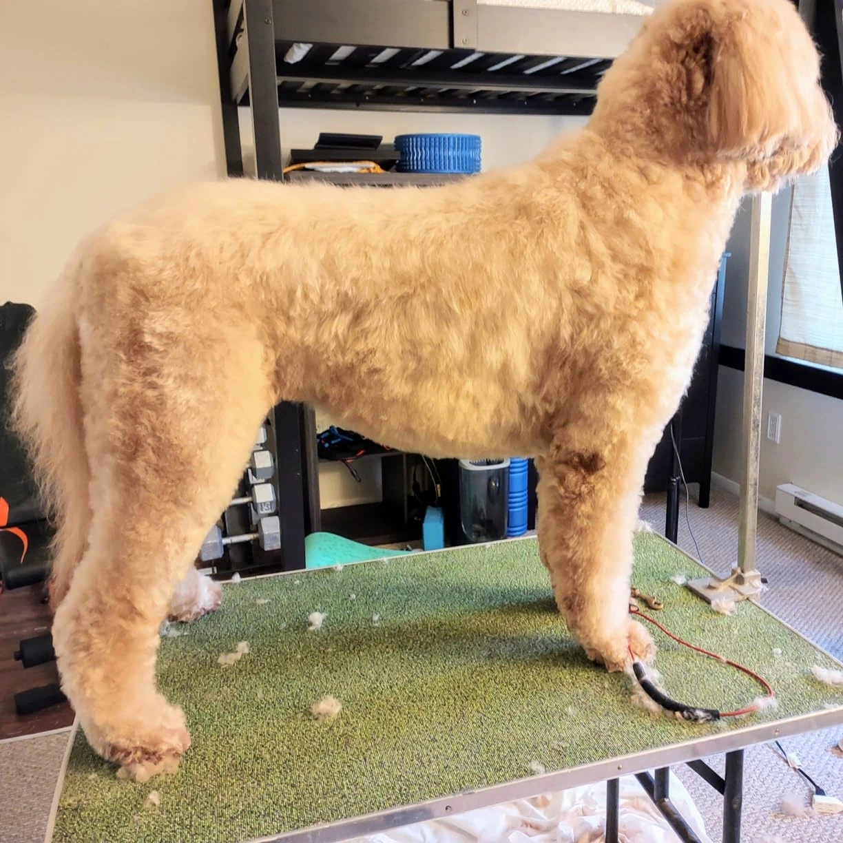 شفرة A5 مناسبة لمعظم ماكينة تشذيب شعر الكلاب الأليفة Andis & Oster ماكينة تشذيب شعر الكلاب هاينيجر لاب موزر