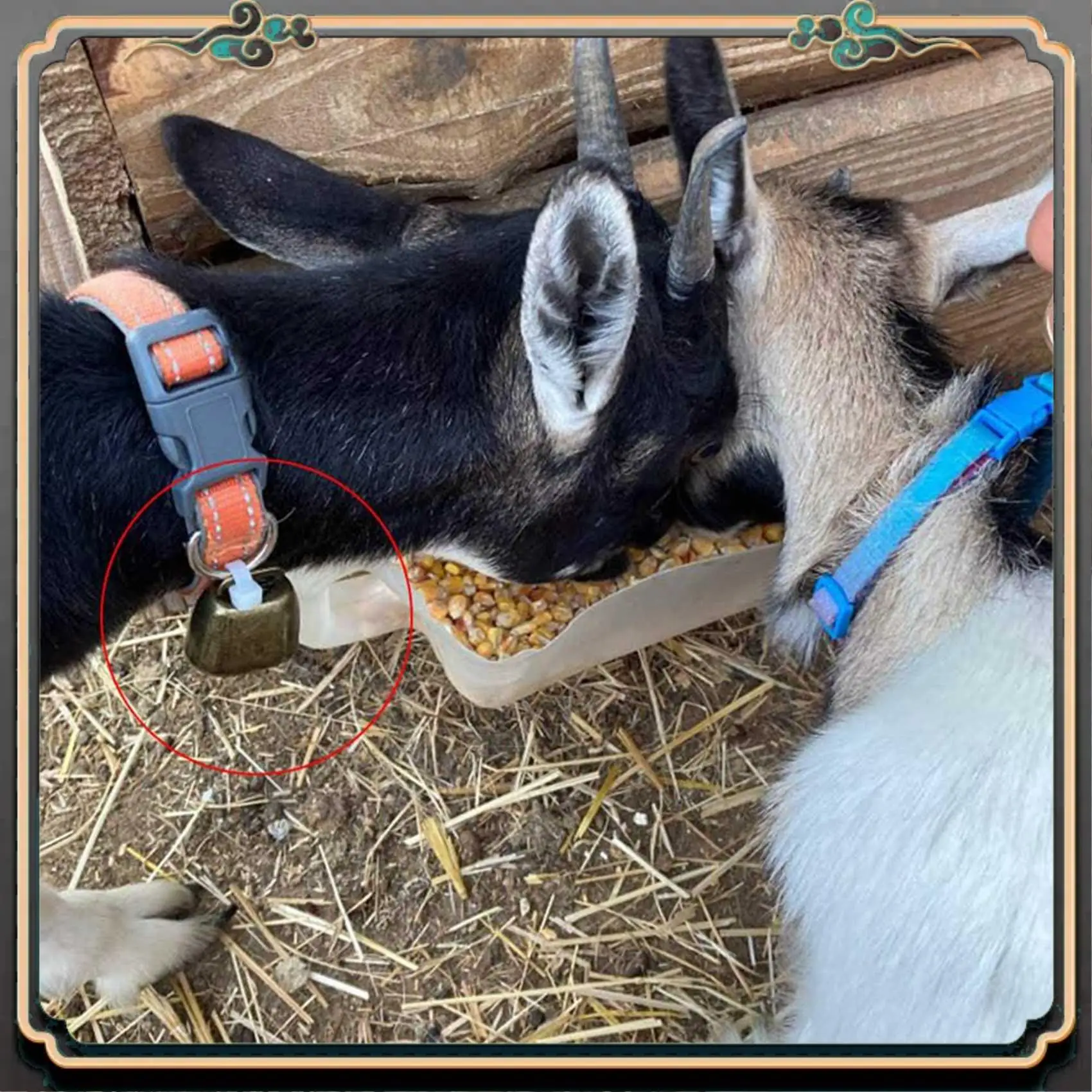 

Премиум, 32 шт., медные колокольчики для коровы, лошади, выпаса, выпаса, маленькие латунные колокольчики, крупный рогатый скот, козы, фермы, громкий колокольчик для лошади на большие расстояния, железные колокольчики