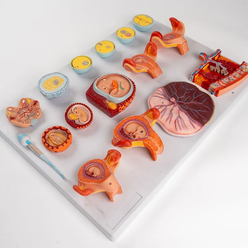 Early Stage 16 Components Model of Egg Fertilization and Development Process