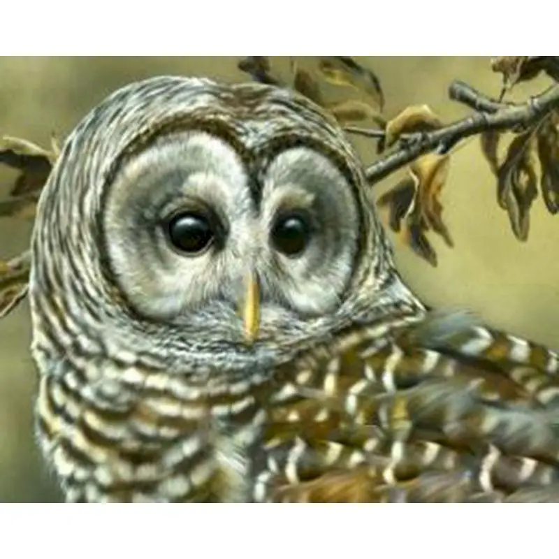 PhotoCustom Owl Paint By Numbers Arts and Crafts Coloring By Numbers Animal for Adults Beginners Frameless Diy Gift
