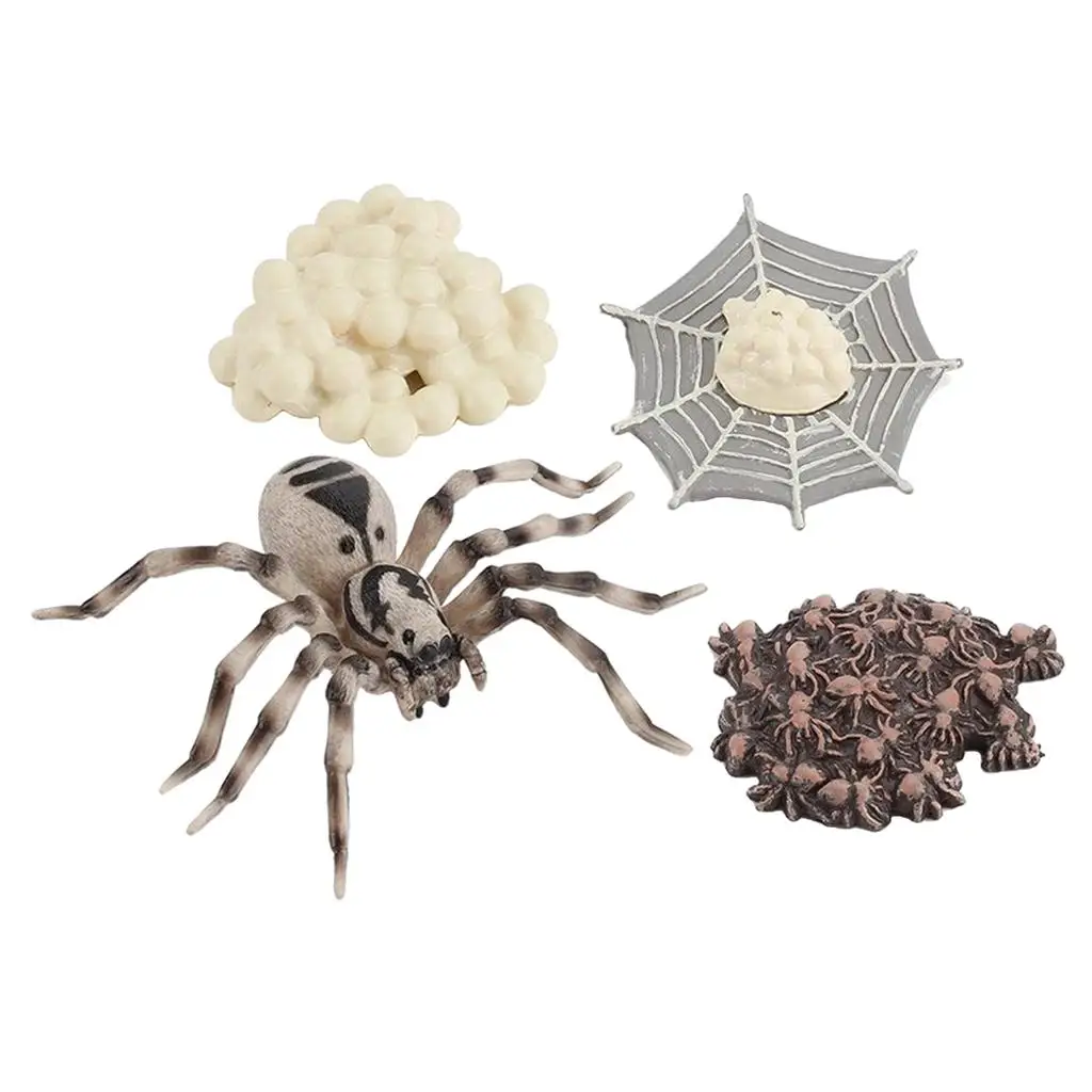 4 Pieces Life Cycle of A Spider, Animal Growth Cycle Includes Egg, Larva,