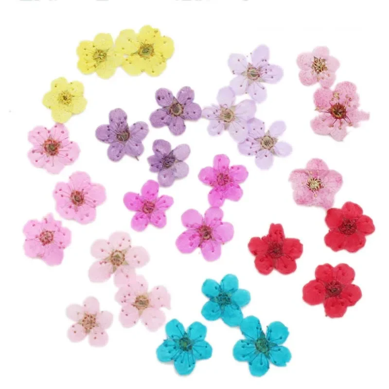 1~2CM/Natural Tiny Dried Pressed Daffodils Flowers Heads,Mini Dry narcissus Flower Press For Epoxy Resin Jewellery,Candles,Nails