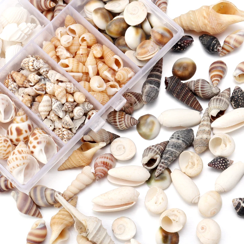 1 Box Sea Shell Spiral Shell Tiny Ocean Spiral Seashell Conch Crafts Aquarium Decoration Landscaping Accessory Photography Props