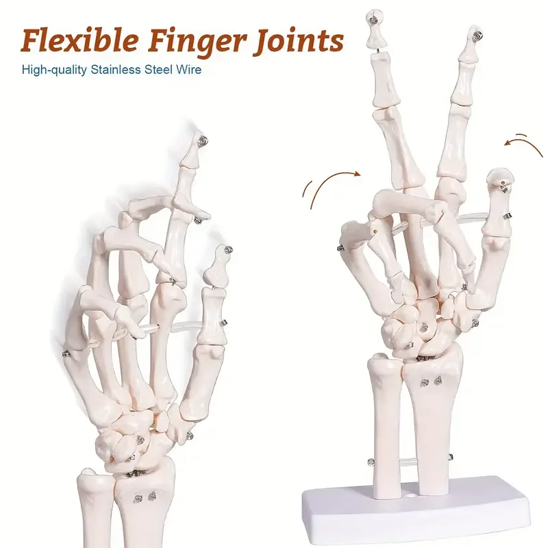 1pc Life-Like Human Hand Anatomy Model - Detailed Articulated Bones, Simulates Natural Movement for Medical Learning - Ulna & Ra