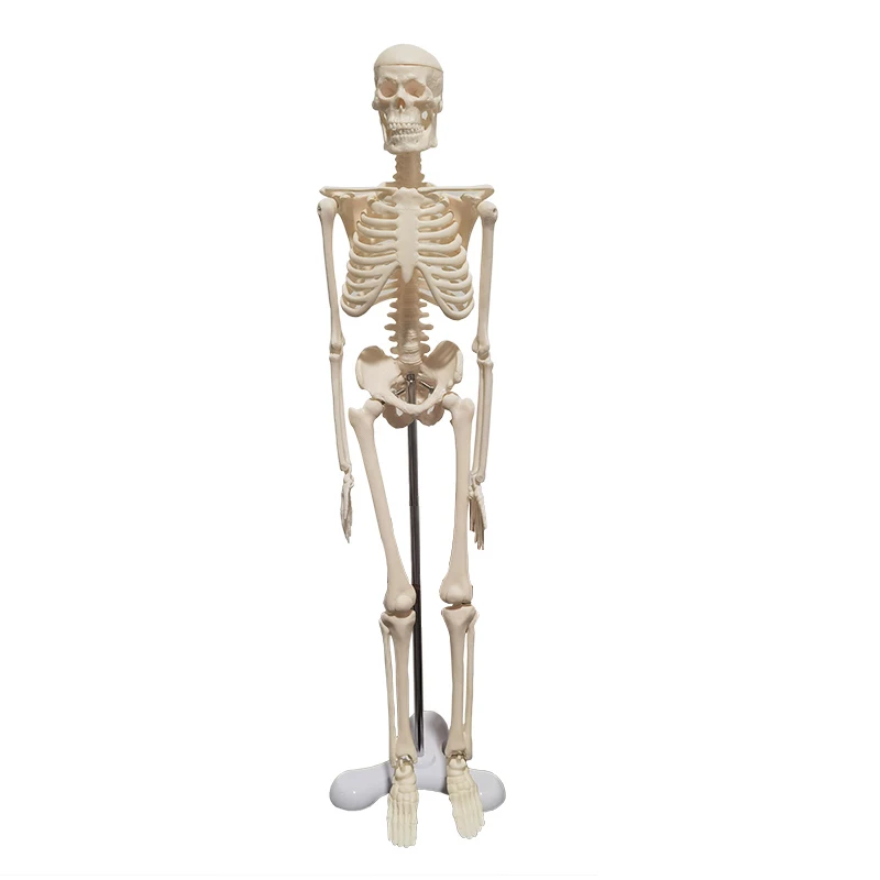 Student lab 20cm Human Anatomical Anatomy Skeleton Model Medical Learn Science Medicine Teaching Equipment Skull Model