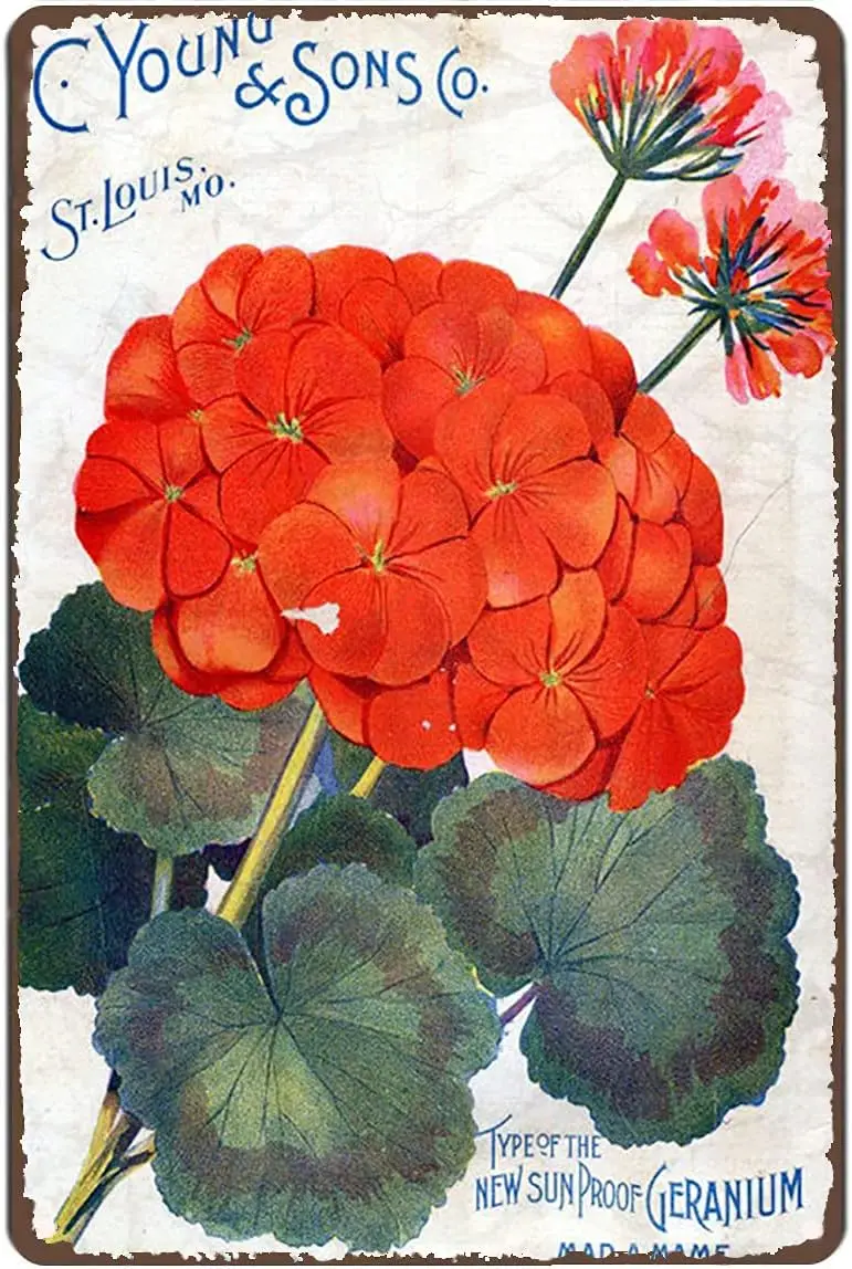 IN Metal Tin Retro Sign Vintage Flowers Art Print/Poster Red Geranium Floral Nature Plants Kitchen Garden Home Horticulture Vin