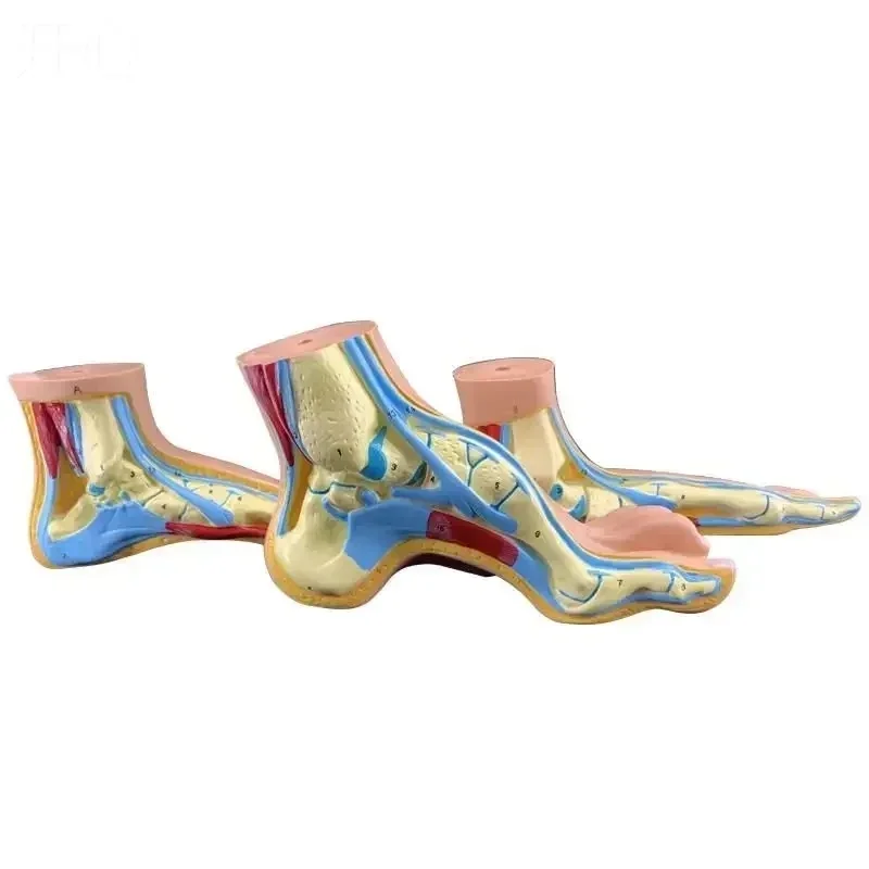 3pcs/Set 1:1 Lifesize Human Normal Flat Arched Foot Anatomical Model PVC Anatomy School Lab Supplies