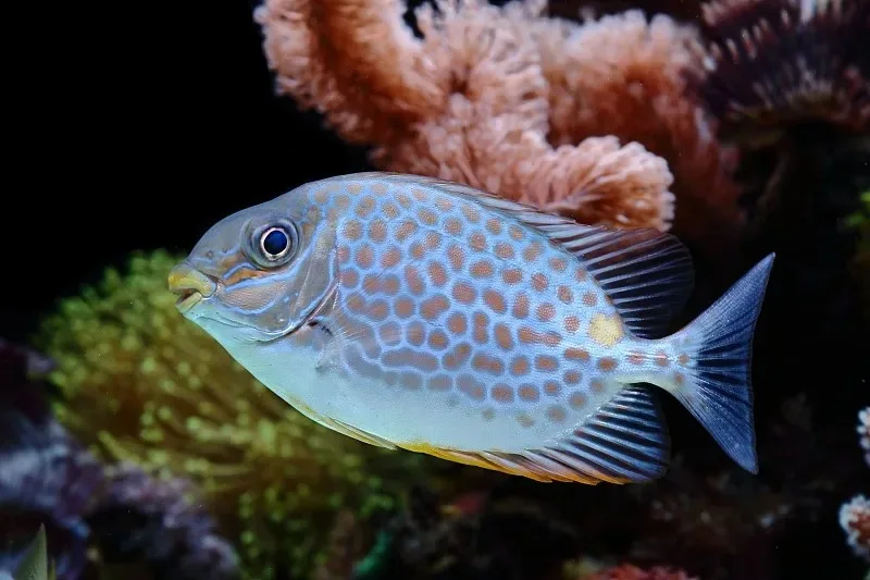 

1.0'' Шины Beadlock для бездорожья, металлический колесный диск, ступица 64x24 мм, адаптер 7 мм для радиоуправляемых машин-краулеров 1/18 1/16, аксессуары