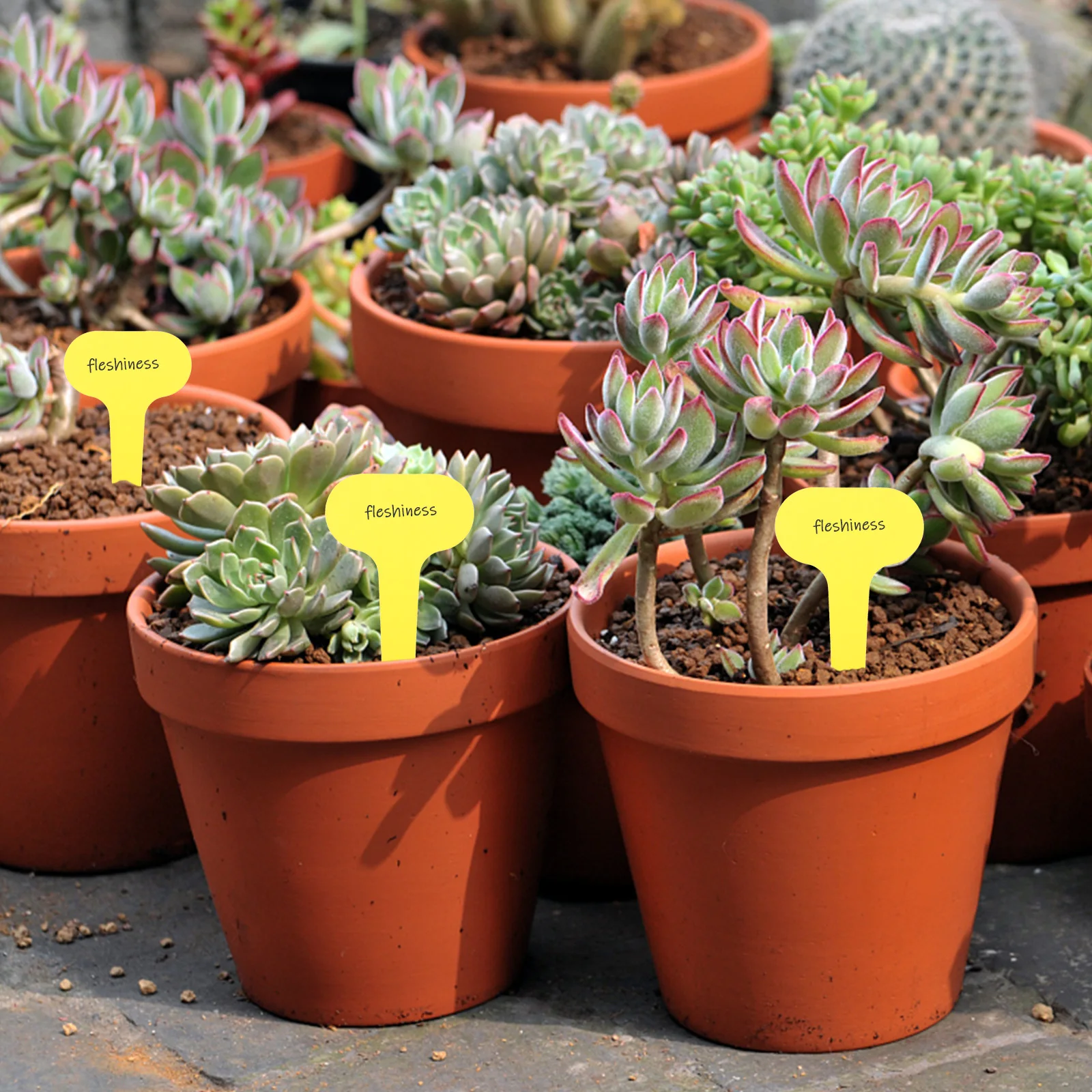 

100Pcs Plant Signs Durable T Shape Garden Markers Easy to Use for Nursery Labels Modern Style Long Lasting Decorative Gift