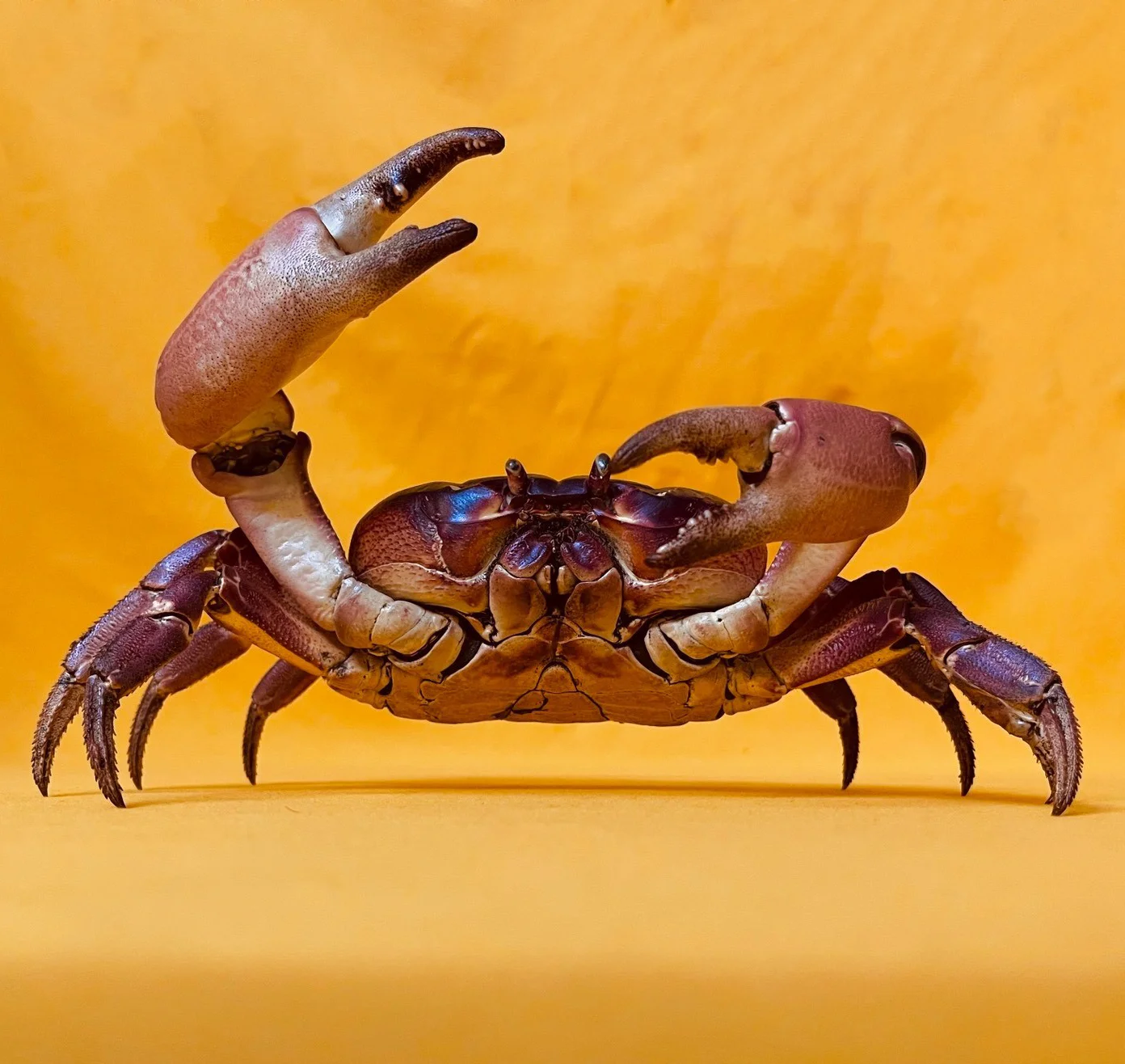 

Gecarcoidea Lalandii Specimen Purple Crab Taxidermy Unique Deep Sea Handicraft Collector Home Decor Ideal Gift for Nature Lovers