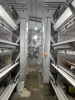 Chicken Cage Poultry Cage Large Intelligent Automatic Feeding Automatic Egg Collection with Egg Collection System