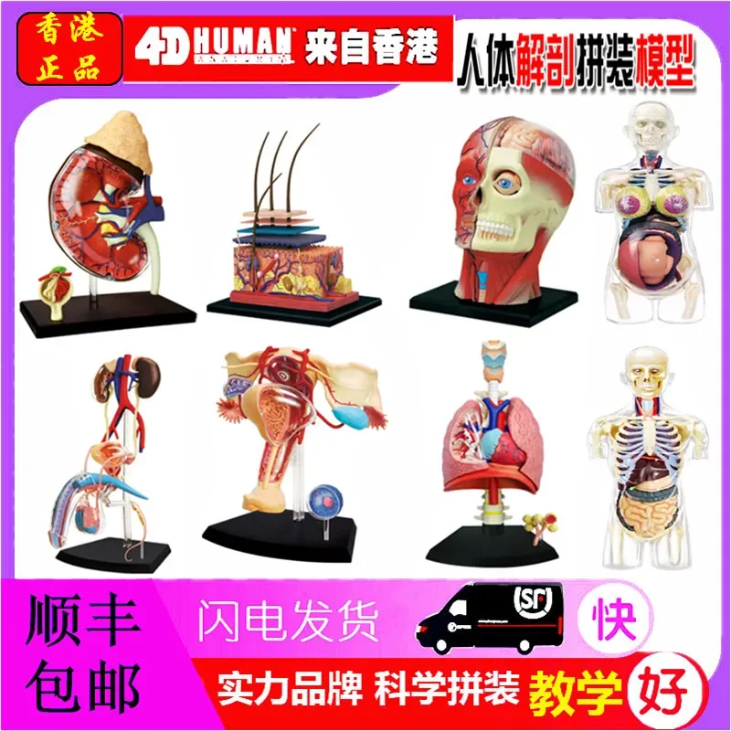 4D Anatomical Assembly Model of Human Organs Reproductive Visceral Skin Renal Pulmonary Medicine Teaching DIY Teaching Ai