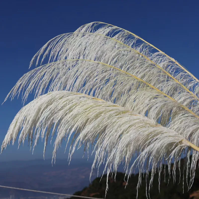 

Natural Big Pampas Grass Dried flowers Christmas Decor 2023 White Pink Black Golden And Soon Real Plant Artificial Flores