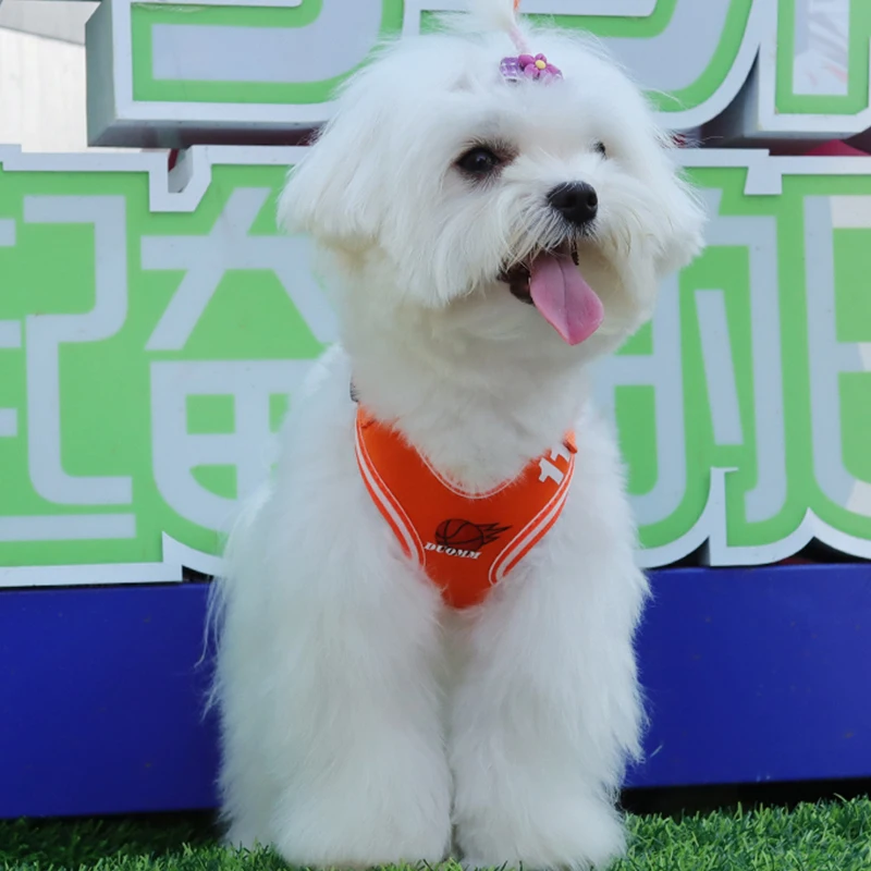 Tali kekang anjing dan setelan, rompi anjing kecil gaya kartun hewan peliharaan dapat disesuaikan untuk anjing dan kucing kecil & ukuran sedang