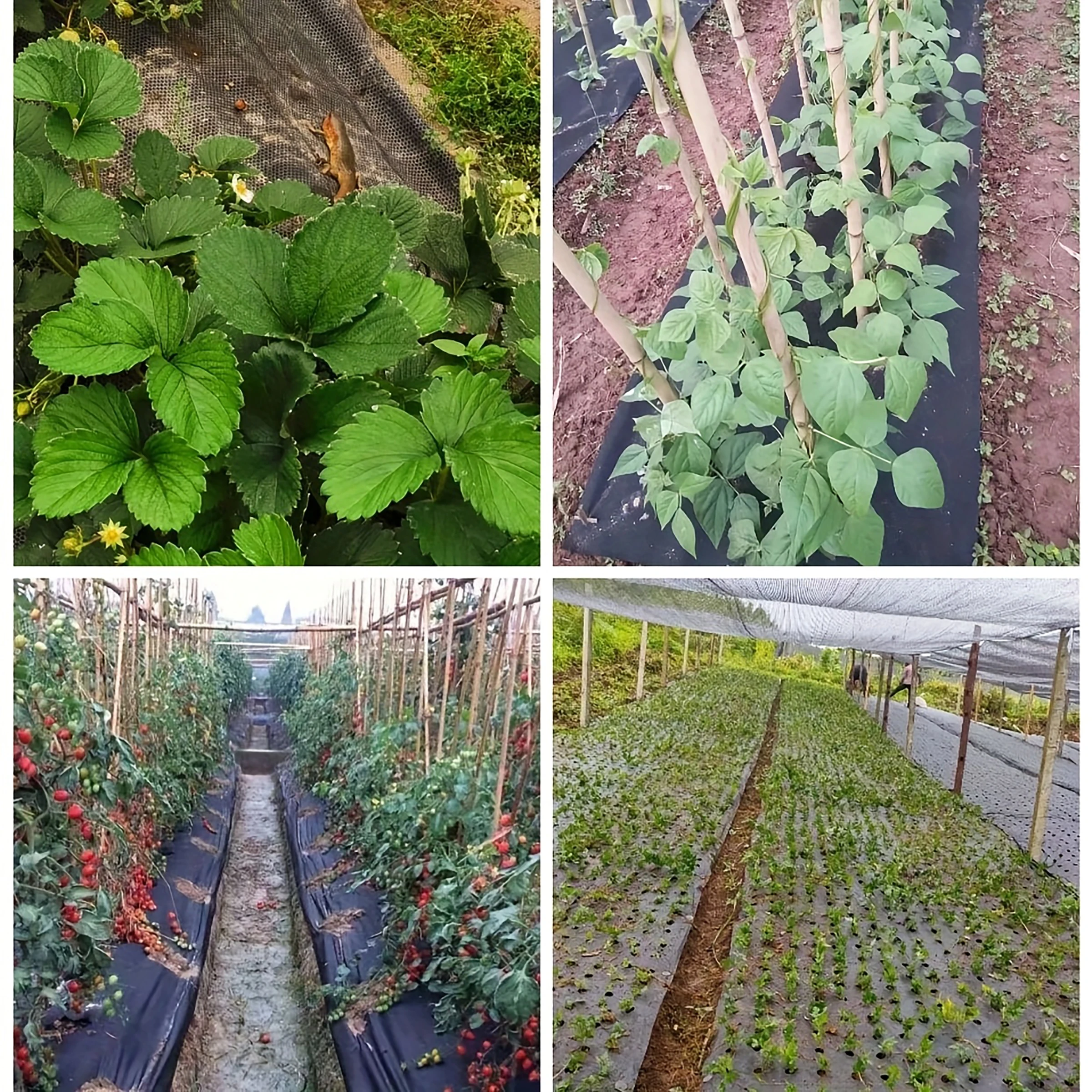 Durable Black Perforated Weed Barrier Fabric, Permeable and Breathable, Can Prevent Weeds, Easy to Install and Maintain