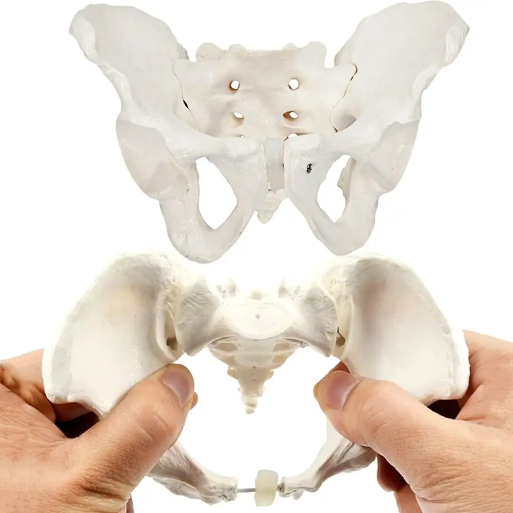 1:2 Size Pelvis Mini Pelvis Model Movable Femur Heads Flexible Hip Bone Anatomical Model Educational Tool High Quality