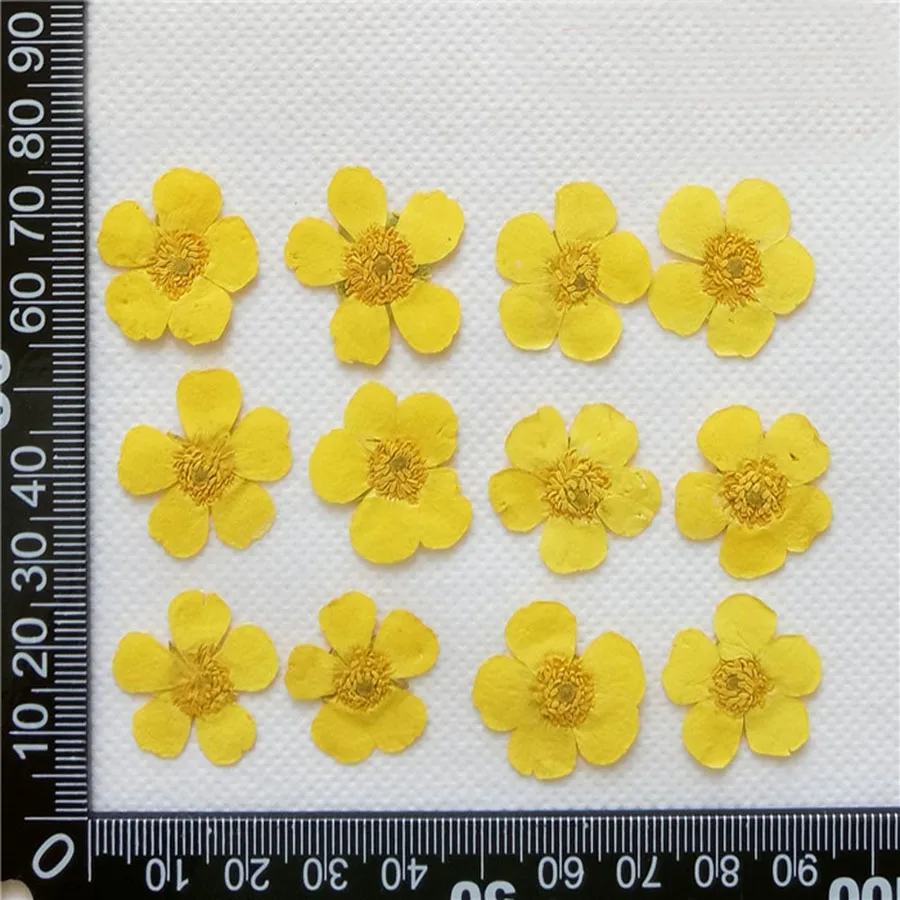 120pcs Pressed Dried Ranunculus Japonicus Thunb Flowers Plants Herbarium For Jewelry iPhone Phone Case Frame Making Accessories