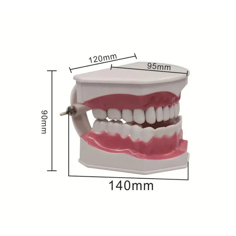 Children's Tooth Brushing 2x Large Teaching Aids For Oral Care Teaching Dental Health Care Model Tooth Brushing Guidance