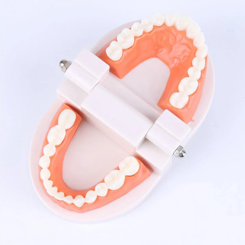 (Ce14)Standard Teeth Model Adult Standard Typodont Demonstration Denture Model Compatible Kids Dental Teachig Clean Display