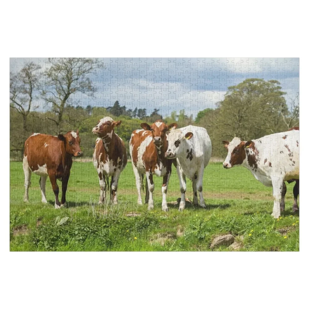 

Ayrshire Cows Jigsaw Puzzle With Personalized Photo Photo Jigsaw Custom Custom Gift Puzzle