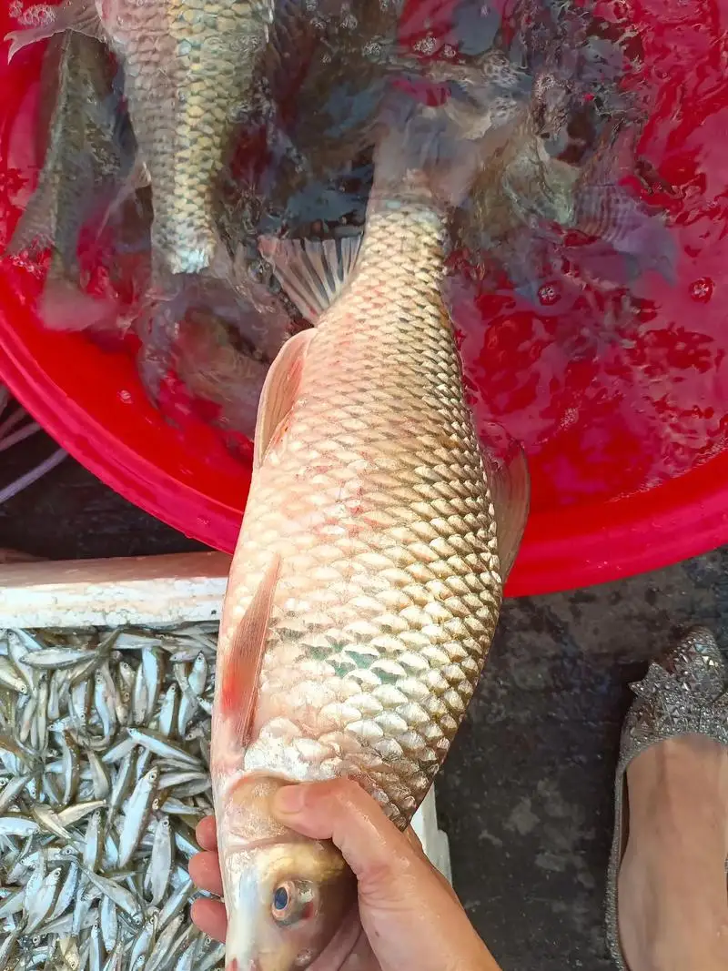 

1,3-дюймовые колеса и шины с бусинами для 1/18 TRX4M FCX18, 1/24 Axai1 SCX24 FCX24 RC гусеничного автомобиля, 4 шт.