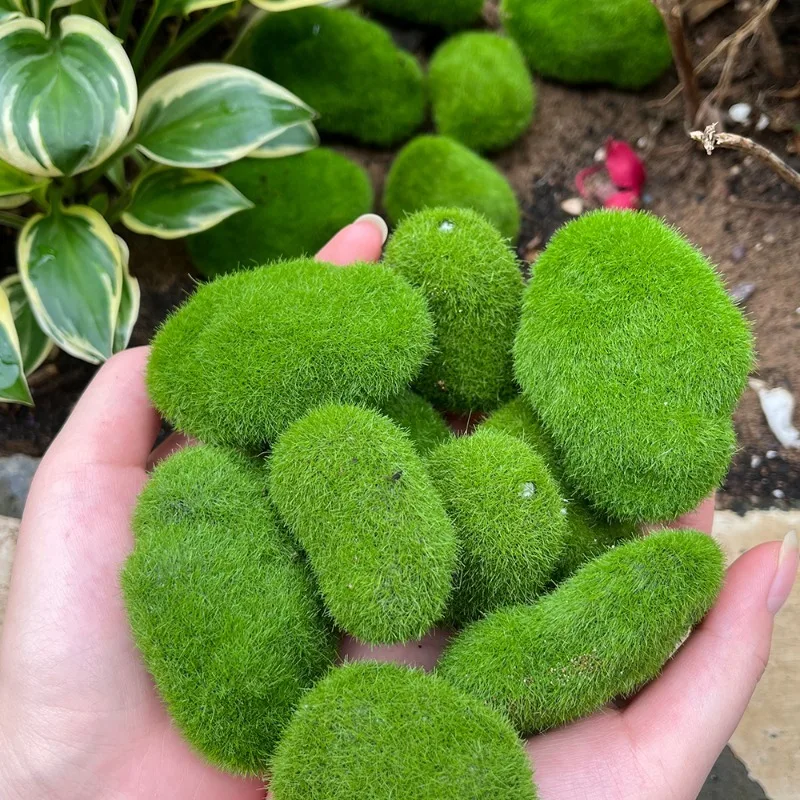 5/30pcs Simulation Moss Stone Artificial Moss Rocks Ball Fake Green Plant for DIY Crafts Fairy Garden Landscape Pot Decorations view 4