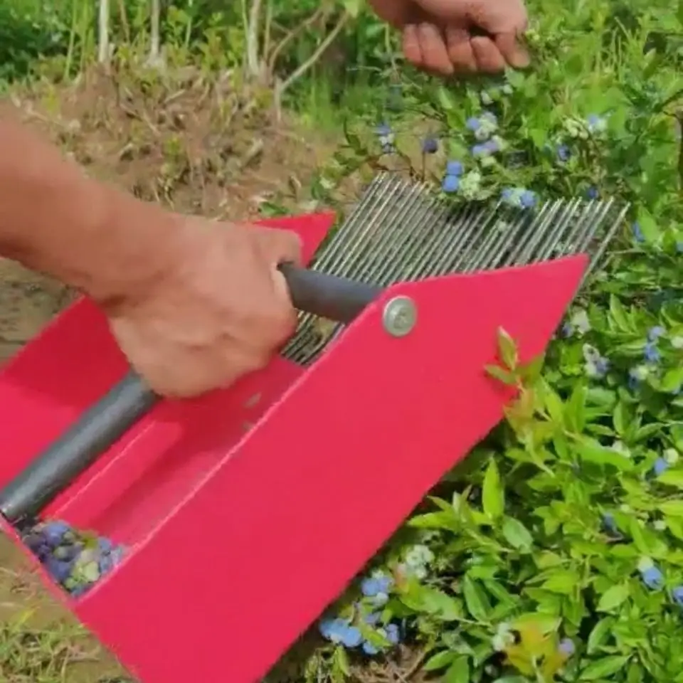 blueberry-picker-berry-collection-shovel-cranberry-picker-blueberry-rubber-handheld-flower-picking-tool-chrysanthemum-copy