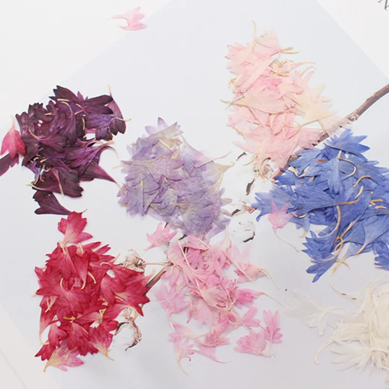 20 Plant Specimens, Cornflower Petals, Natural Dried Flowers, Pressed Flowers, Nail Art, Face Stickers, Photo Resin Jewelry, Handmade Material Kit