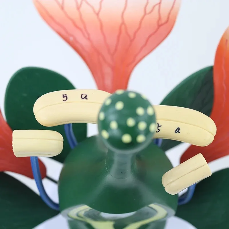 8X الموسع انفصال زهر الخوخ نموذج زهرة ديكوتيلدون هيكل النبات معدات تدريس علم الأحياء التشريحية